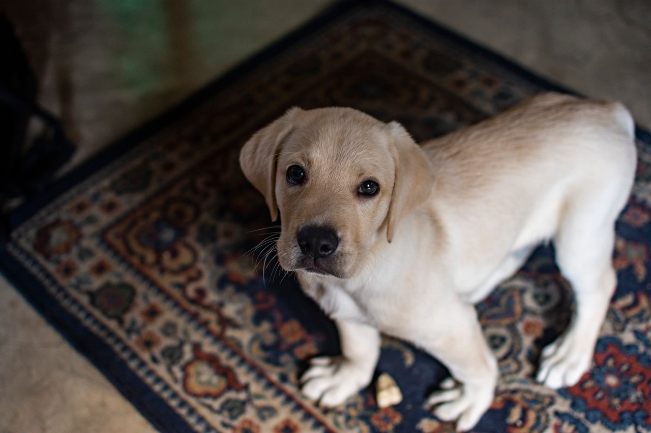  Rug Cleaning for Homes With Pets: What Owners Should Know 