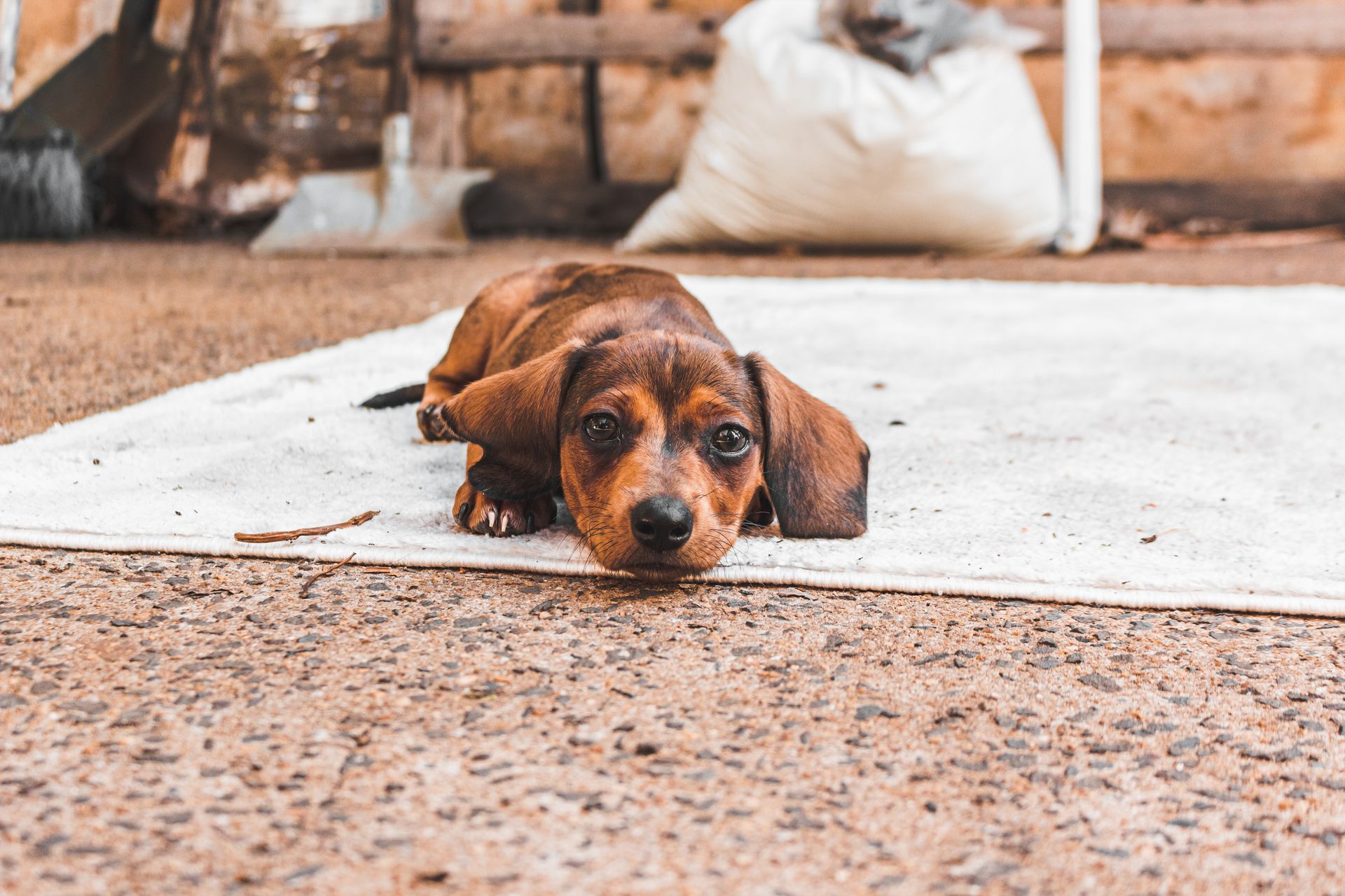  Can a Rug Damaged by a Dog Be Repaired? 
